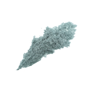 Dried Bleached Asparagus Retrofractus Silver
