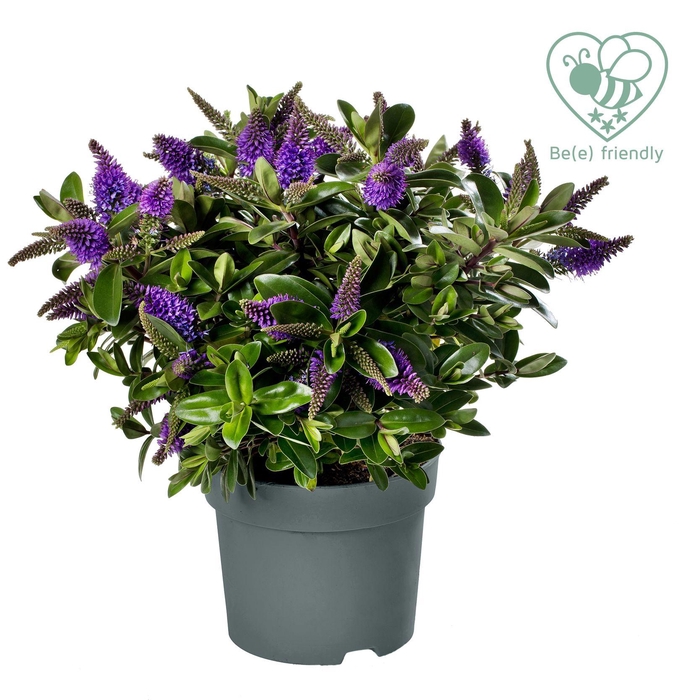 <h4>Hebe Addenda blauw</h4>