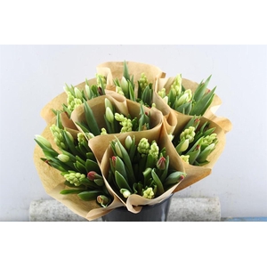 Hyacint-tulp Mix (rood-wit)