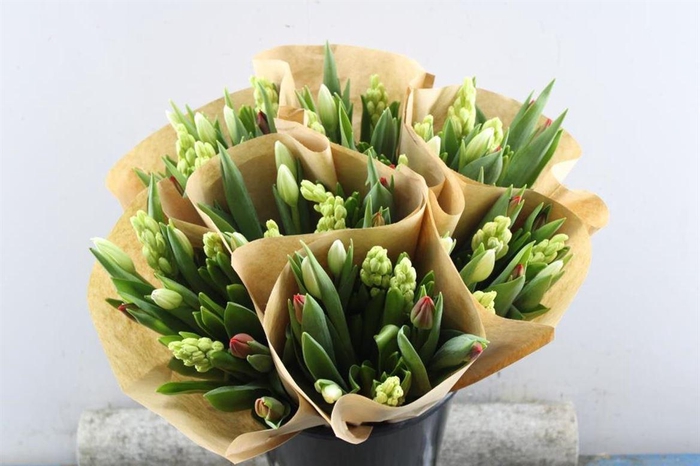 <h4>Hyacint-tulp Mix (rood-wit)</h4>