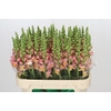 Antirrhinum majus Toulon Apricot
