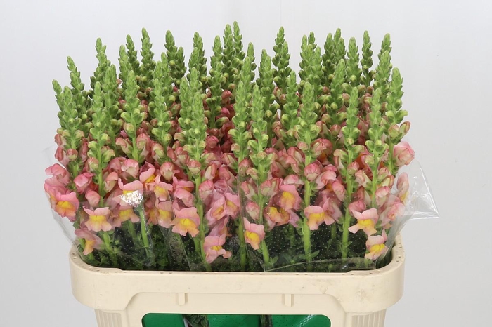 <h4>Antirrhinum majus Toulon Apricot</h4>