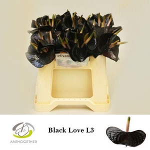 ANTH BLACK LOVE 60 L3.