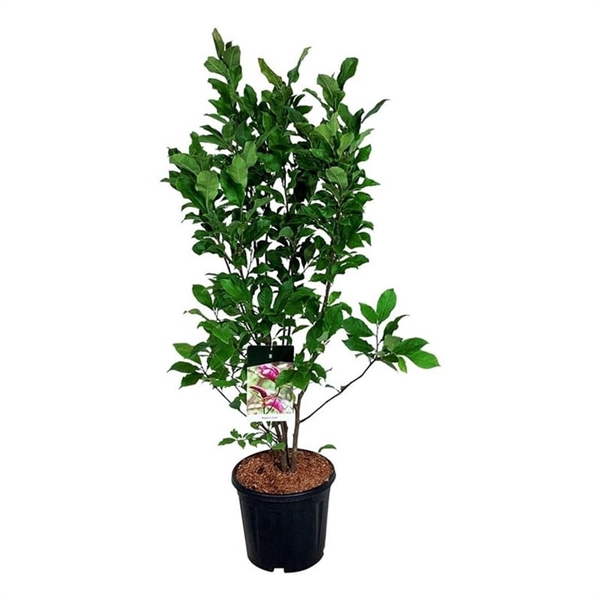 <h4>Magnolia 'Susan'</h4>