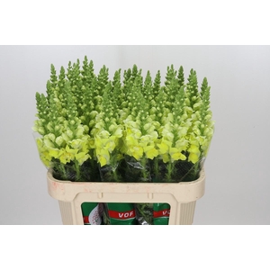 Antirrhinum Opus Yellow