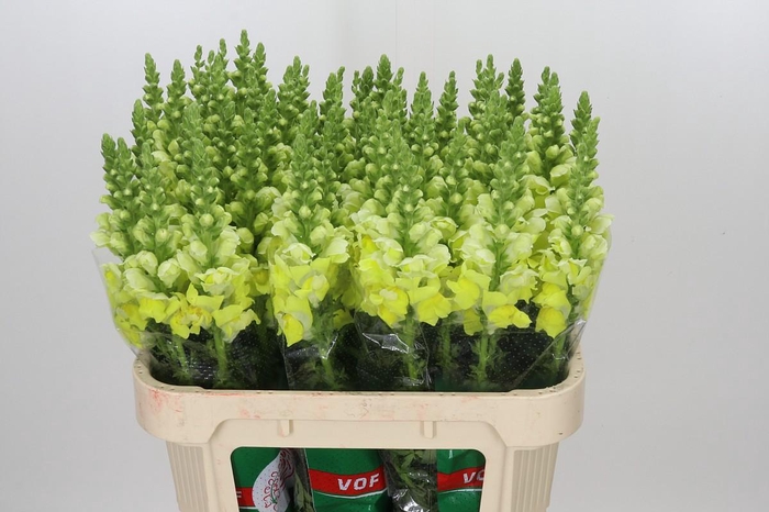 <h4>Antirrhinum Opus Yellow</h4>