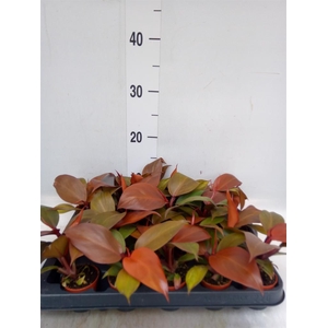 Philodendron ...