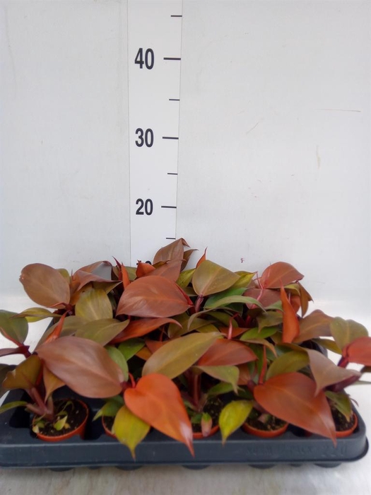 <h4>Philodendron   ...</h4>