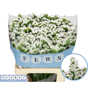 LIM S WH STARL WINGS