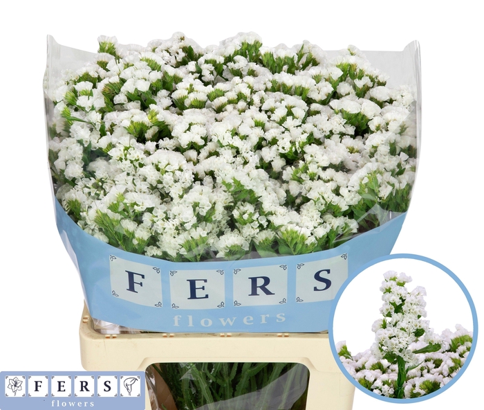 <h4>LIM S WH STARL WINGS</h4>