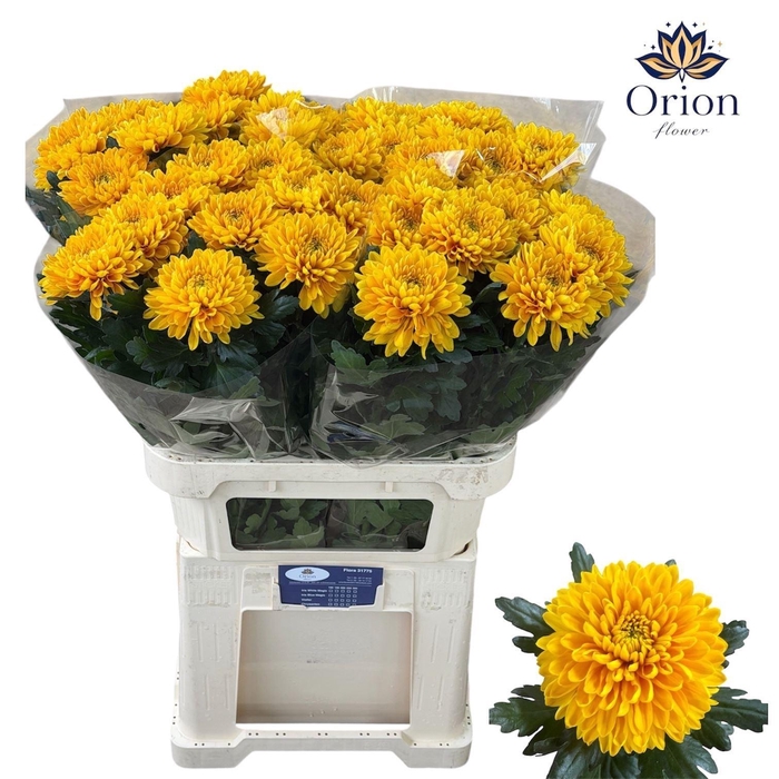 <h4>CHRYSANTHEMUM PL 'JAYZ'</h4>