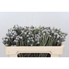 Cape Green Silver Brunia