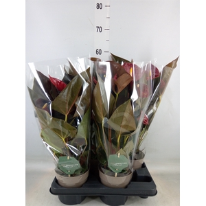 Anthurium andr. 'Delicata'