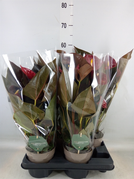<h4>Anthurium andr. 'Delicata'</h4>