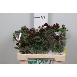 Ranunculus Magical Chocolate