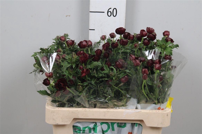 <h4>Ranunculus Magical Chocolate</h4>