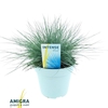 Festuca Glauca Intense Blue®