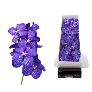 Vanda 8 tak blue magic