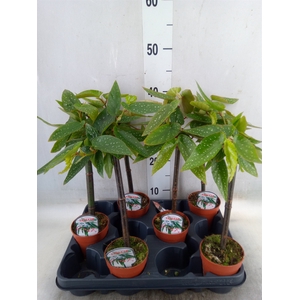 Begonia  'Tamaya'