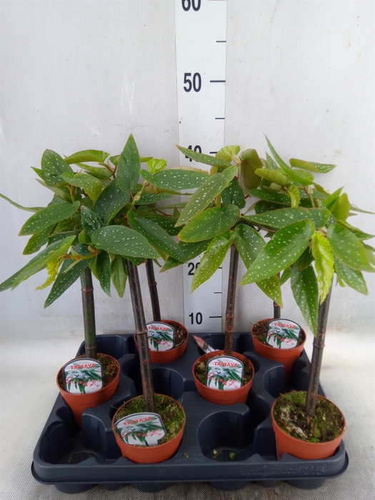 <h4>Begonia  'Tamaya'</h4>