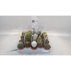 Cactus   ...mix
