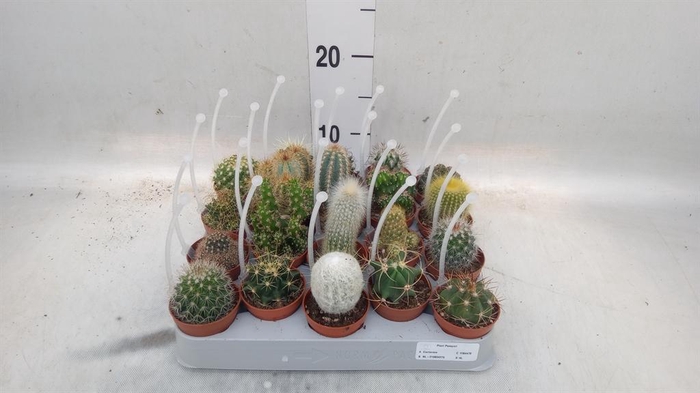 <h4>Cactus   ...mix</h4>