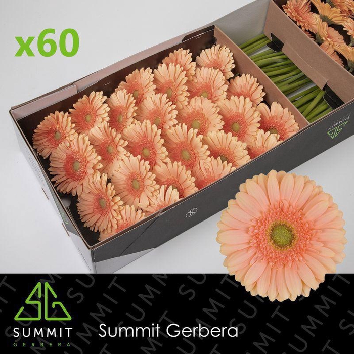 <h4>GE GR PRE EXTASE</h4>