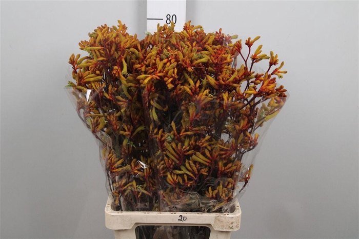 Anigoz Orange Velvet