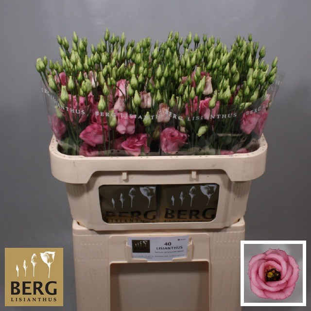 <h4>Lisianthus Rosita Rose Pink</h4>