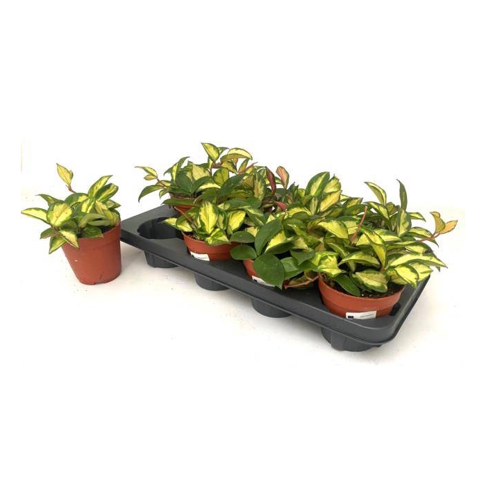 <h4>Hoya Carnosa Tricolor 12Ø 15cm</h4>