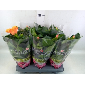 Hibiscus rosa-sin.   ...