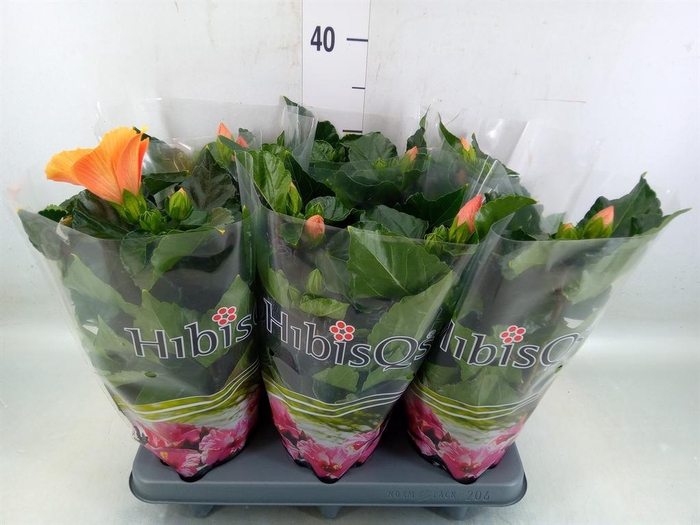 <h4>Hibiscus rosa-sin.   ...</h4>