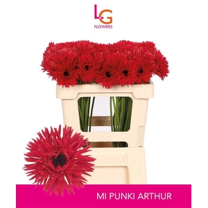 Germini Spider Punki Arthur Water