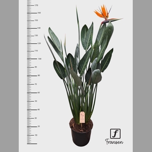 STRELITZIA REGIN BL