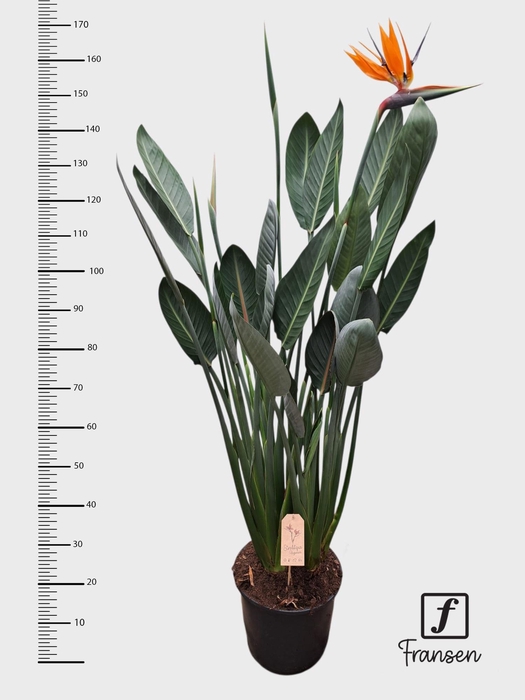 <h4>STRELITZIA REGIN BL</h4>