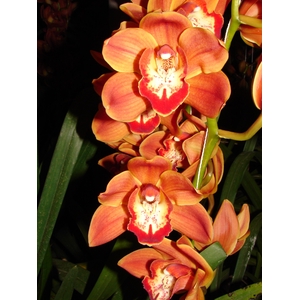 Cymbidium 8/11 Orange/Gold Bl pst
