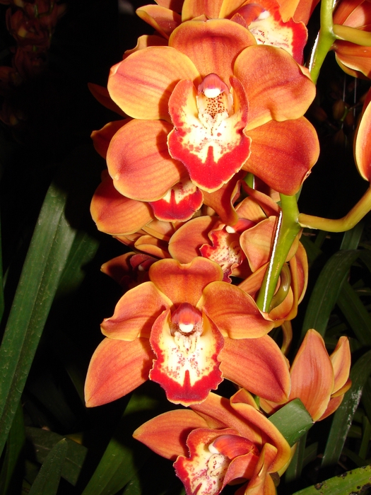 Cymbidium 8/11 Orange/Gold Bl pst