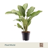 Aglaonema Cleopatra