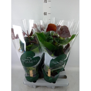 Anthurium andr. 'Essencia'