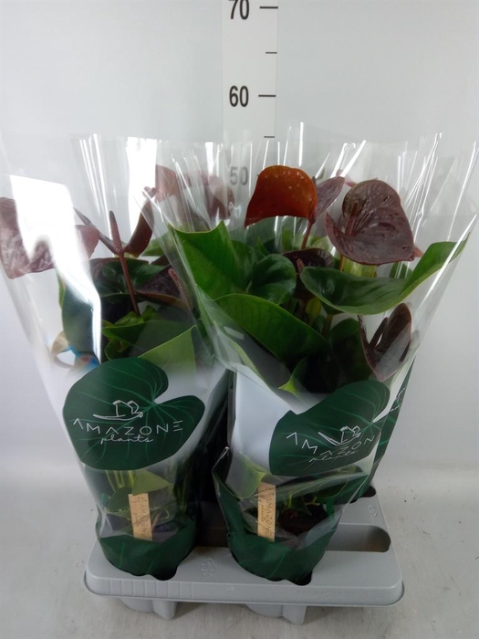 <h4>Anthurium andr. 'Essencia'</h4>