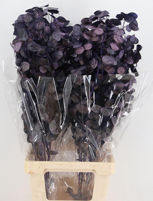 <h4>DROOGBL BEWERKT H%</h4>