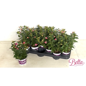 FUCHSIA B F  NIKITA