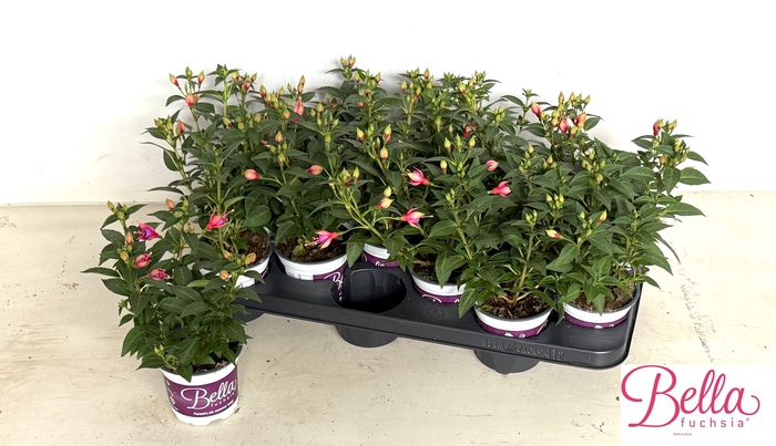 <h4>FUCHSIA B F  NIKITA</h4>