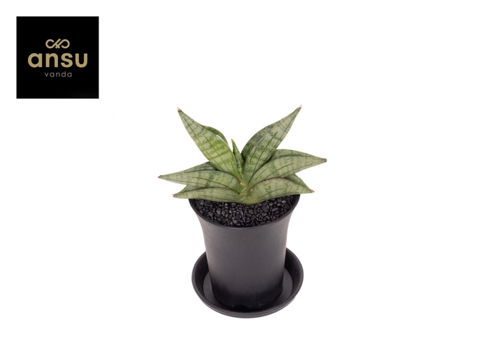 <h4>Sansevieria Inti Mini No.1 in sierpot</h4>