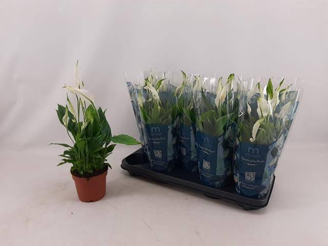 <h4>SPATH BELLINI</h4>