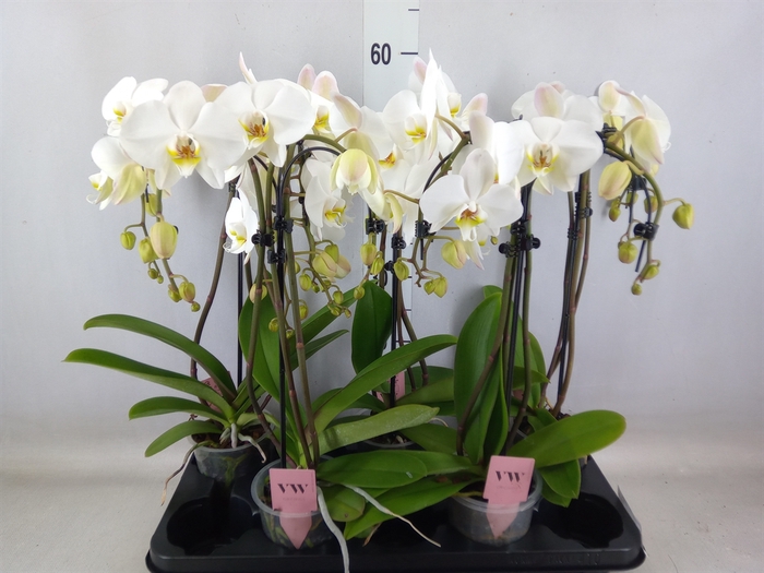 <h4>Phalaenopsis  'Ant Leeds'</h4>