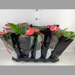 Anthurium andr. 'Querida'