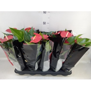 Anthurium andr. 'Querida'