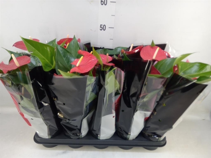 <h4>Anthurium andr. 'Querida'</h4>