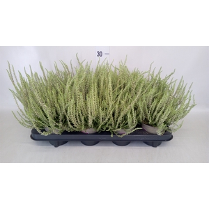 Calluna vulg. 'Garden G Alicia'